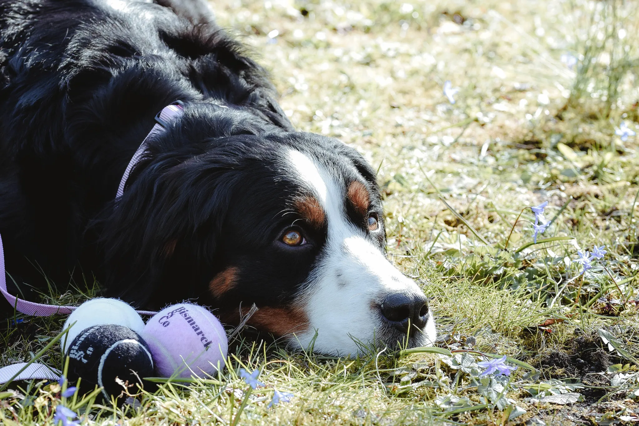 Tennis Balls for Dogs – Set of 3